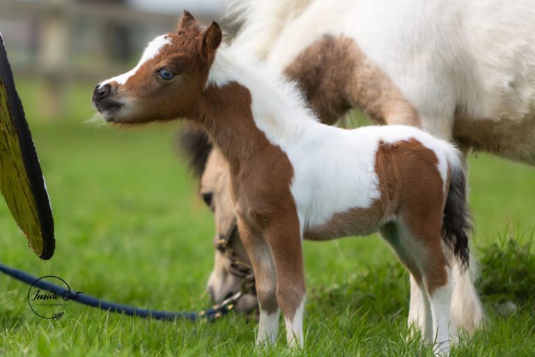 Windroses Gone Wilds Zendeya