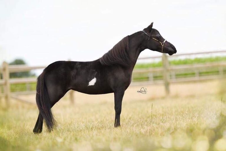 Windroses Gone Wilds Bella Aira