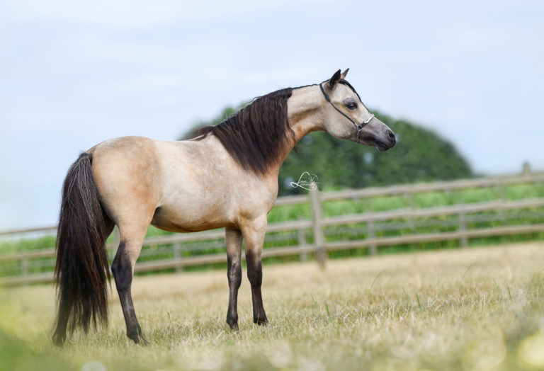 Windroses Gone Wilds Prince Aragon