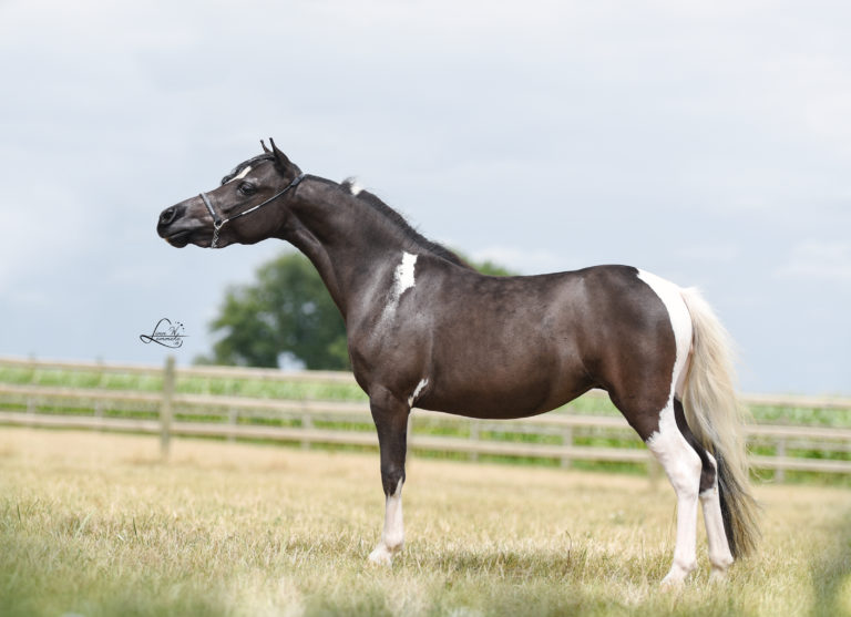 Windroses GW Find Me Daytona