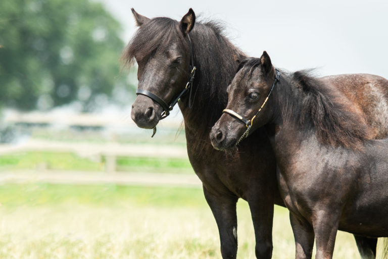 Windroses Gone Wilds Fronzen Dratina