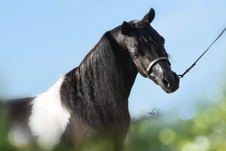 Windroses GW Little Black Lightning