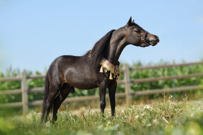 Windroses Gone Wilds Lucky Diamond