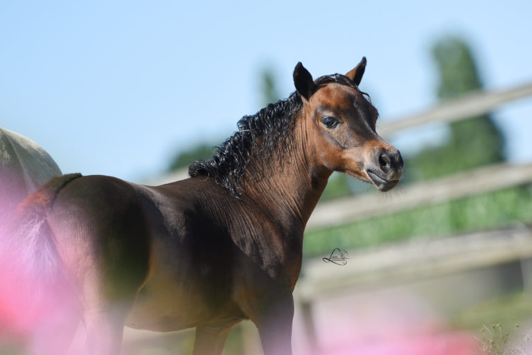 Windroses Gone Wilds Prince Daeron