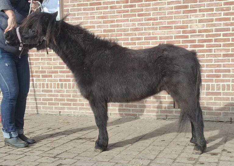 Windroses Aragons Little Black Elaria