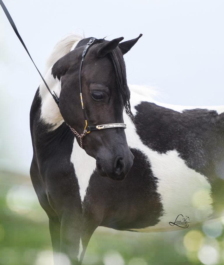 WINDROSES TAKE FIVES LITTLE BLACK STAR