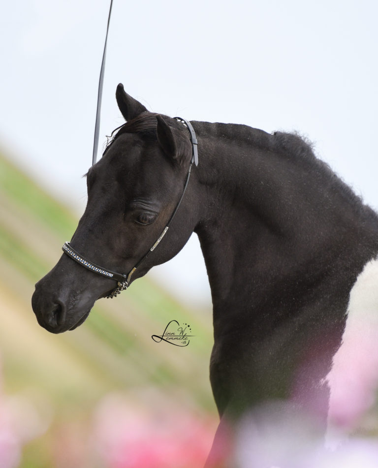 WINDROSES MISSOURIS LITTLE BLACK DIAMOND