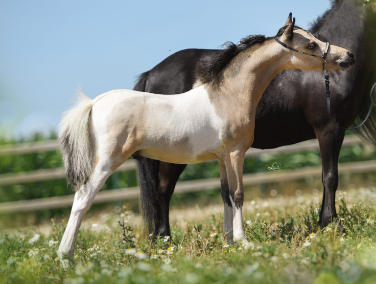 WINDROSES SH LITTLE BLACK ZHORON