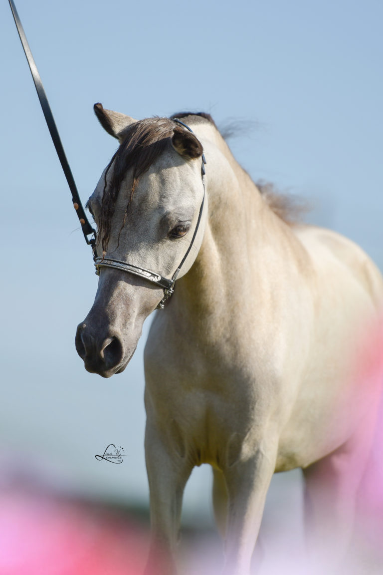 WINDROSES VOLCANIKS LT BLACK QILANA