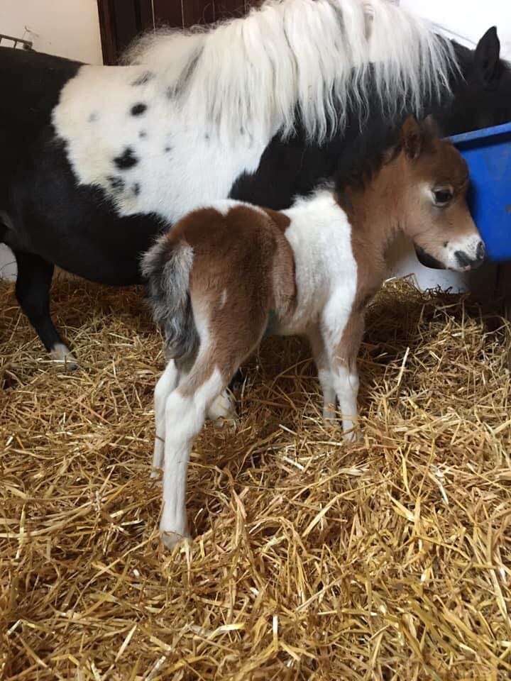 Summerrose War Dance