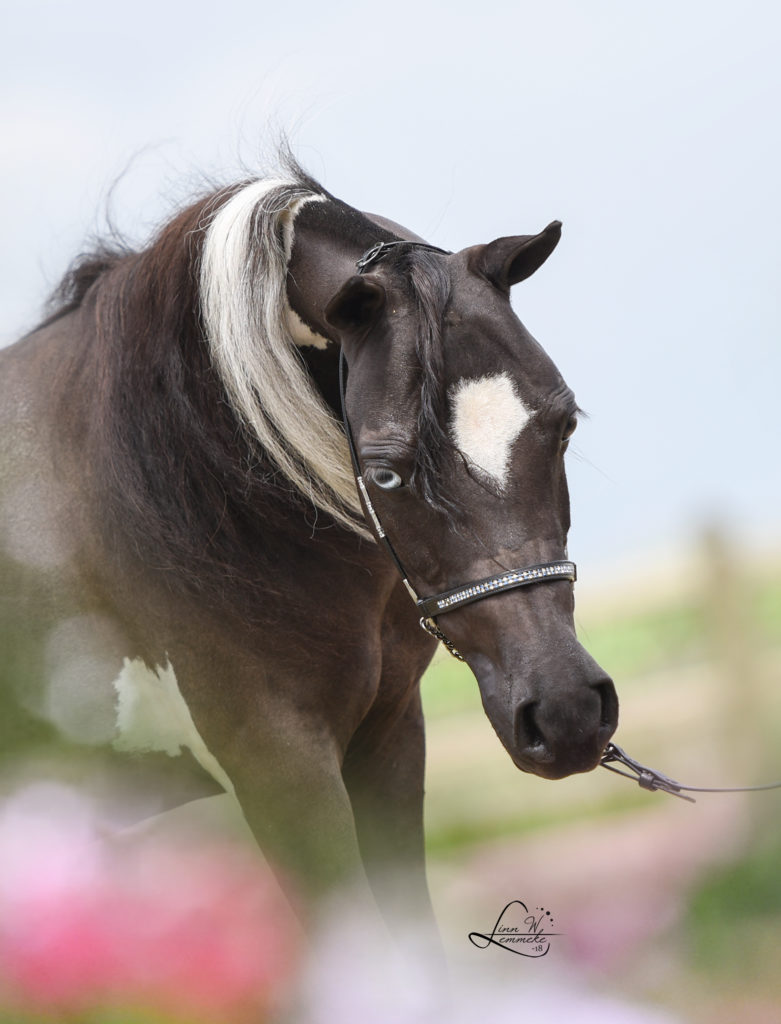 Windroses GW Find Me Daytona