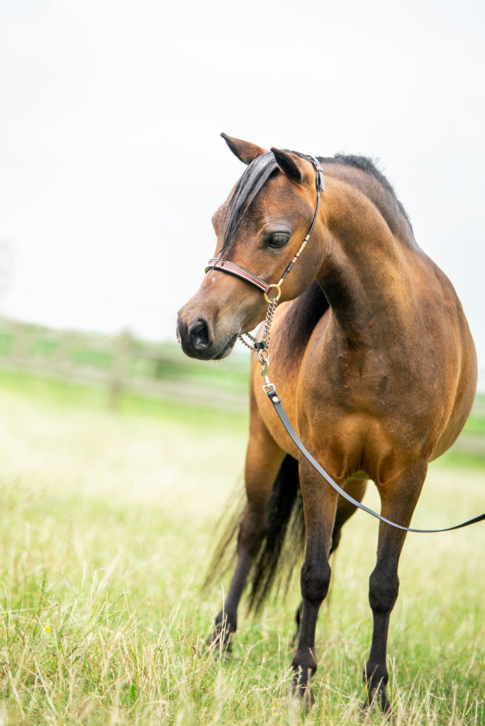 Windroses Volcaniks Star Amayra