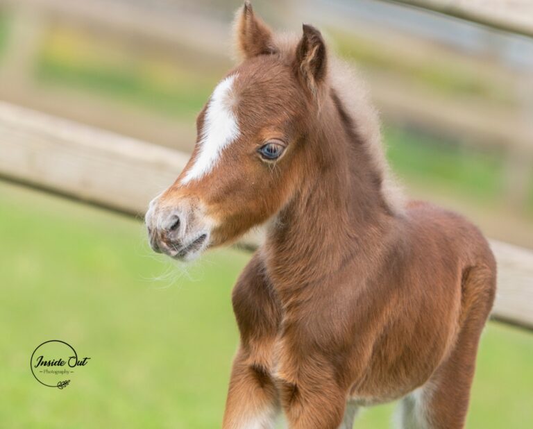 Windroses Volcaniks Lucky Diamond