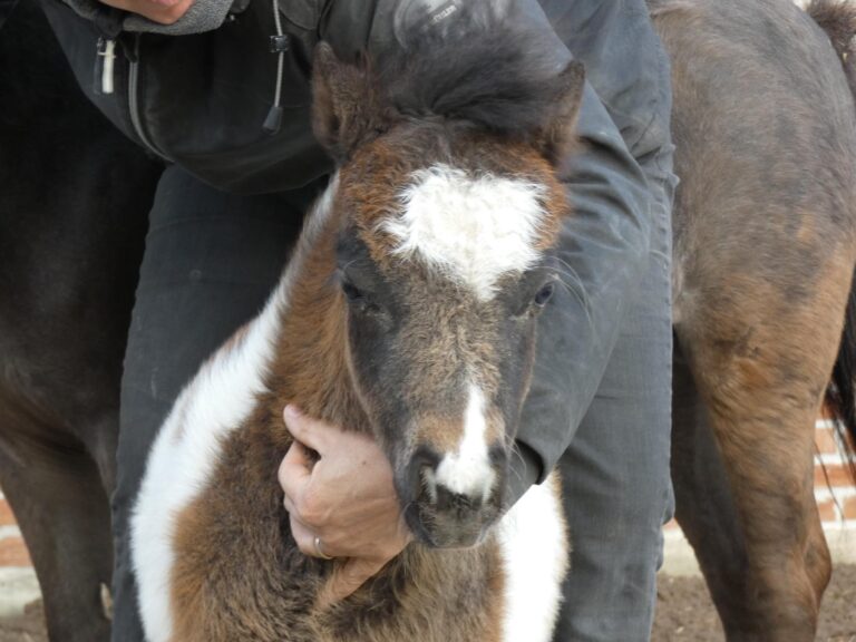 Windroses Gone Wilds May Ying