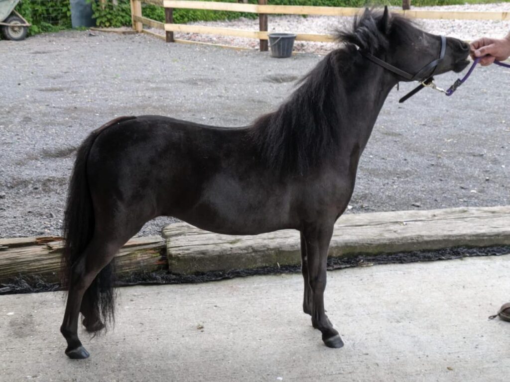 Epona MIdnight Obcession