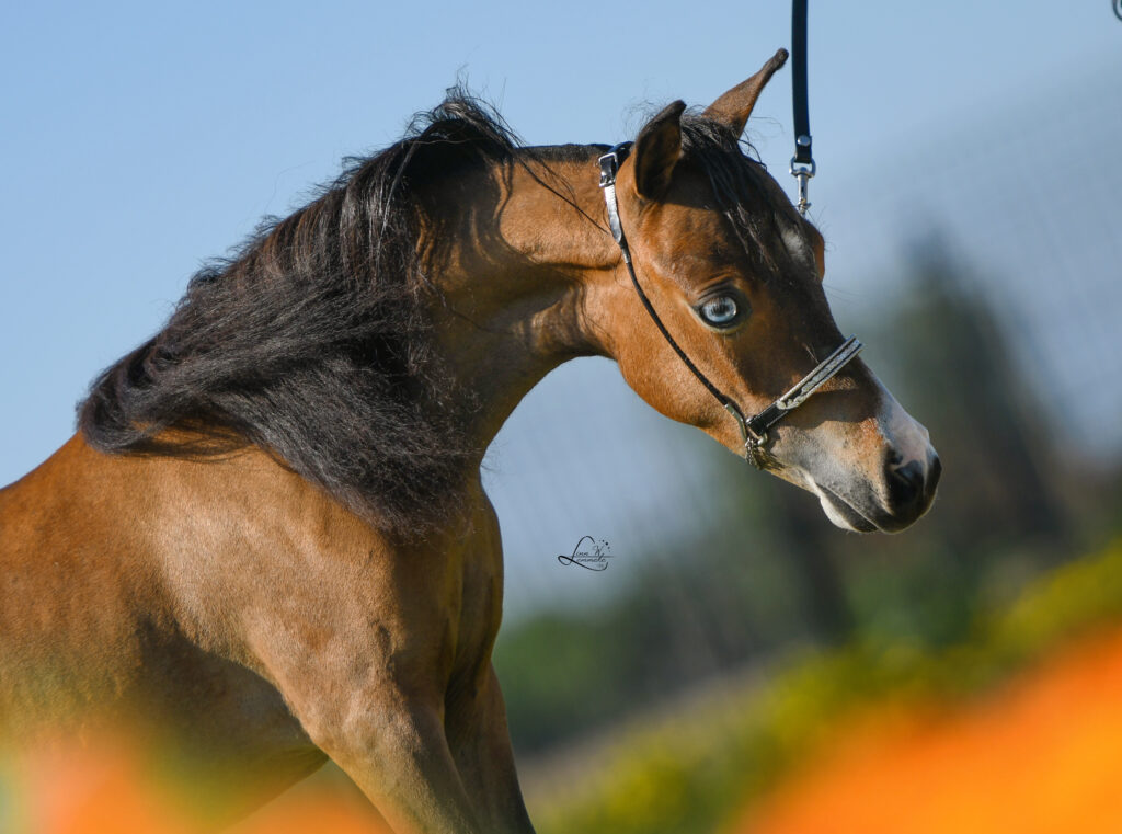 Windroses Luckys Gonna Be a Baby